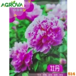 Peony Flower Seeds  পিওনি ফুলের বীজ 514