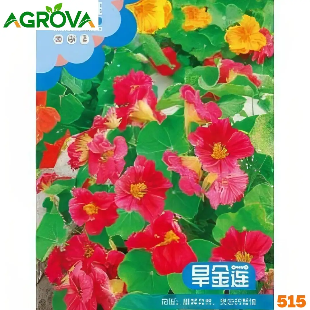 515 Nasturtium Flower Seeds নাস্টারশিয়াম ফুলের বীজ 515 - Image 1
