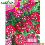 Verbena Flower Seeds ভারবেনা ফুলের বীজ 516