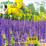 Salvia Flower Seeds স্যালভিয়া ফুলের বীজ 519