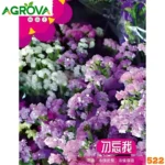Statice or Sea Lavender Flower Seeds স্ট্যাটিস বা সি ল্যাভেন্ডার ফুলের বীজ 522