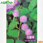 Mimosa Pudica লজ্জাবতী বীজ 523