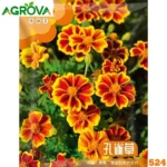 Peacock Marigold Flower Seeds ময়ূর গাঁদা ফুলের বীজ 524