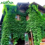 Parthenocissus Boston ivy Seeds চিরহরিৎ লতাবিশেষ বন্য আইভি বীজ 525