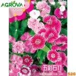 Color Dianthus Flower Seeds রঙিন পিঙ্ক বা ডায়ান্থাস বীজ 526