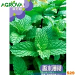 Mint সুগন্ধি পুদিনা বীজ 529