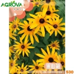 Black-Eyed Susan Seeds ব্ল্যাক-আইড সুসান কাঁঠমালি বীজ 530