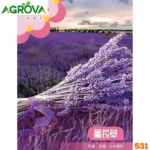 Lavender Flower Seeds ল্যাভেন্ডার  বীজ 531