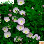 Pink evening primrose Flower Seeds সন্ধ্যাতারা ফুল বা ইভনিং প্রিমরোজ গোলাপি বীজ 532