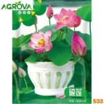 Lotus Seeds পদ্ম বীজ 533