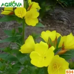 Yellow Evening Primrose সন্ধামালতী হলুদ 534