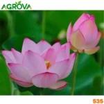 Water Lily Seeds শাপলা বীজ 535
