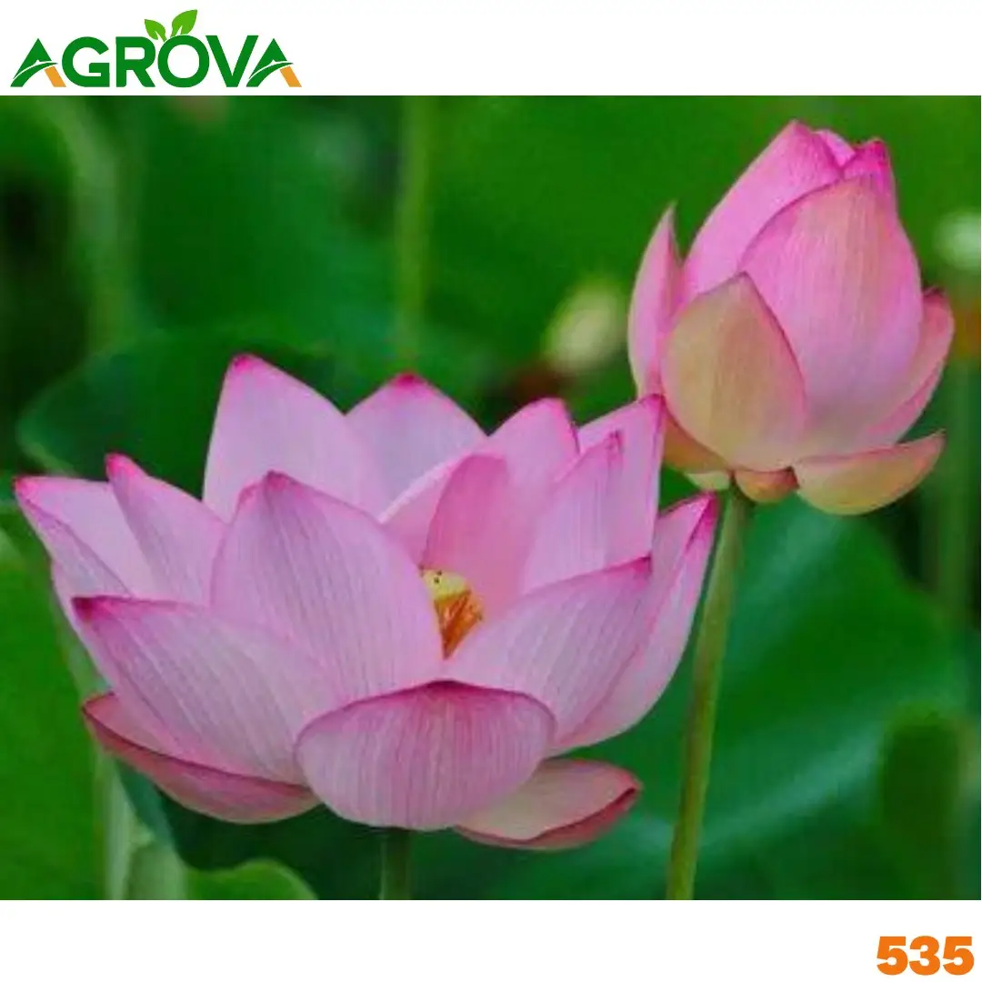535 Water Lily Seeds শাপলা বীজ 535 - Image 1