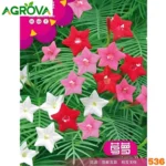 Morning Glory Star Ipomoea Flower Seeds মর্নিং গ্লোরি' তারালতা বীজ 536