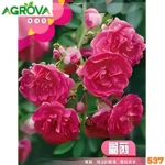 Floribunda Rose Seeds গুচ্ছ গোলাপ  বীজ 537