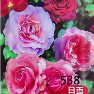 China Rose Seeds চায়না রোজ বীজ 538