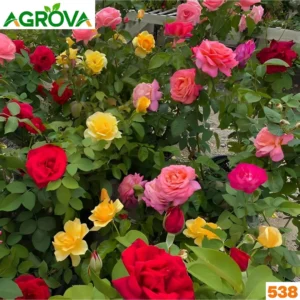 China Rose Seeds চায়না রোজ বীজ 538