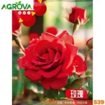 Red Rose Seeds গাঢ় লাল গোলাপ বীজ 539