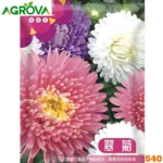 China Aster Flower Seeds চায়না অ্যাস্টার ফুল বীজ 540