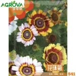 Hybrid Tricolor Daisy Seeds হাইব্রিড তিন রঙা চন্দ্রমল্লিকা বীজ 541