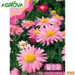 Painted Daisy Pink Seeds পিঙ্ক পেইন্টেড ডেইজি বা রবিনসনের রোজ বীজ 542