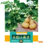 Small Bottle Gourd Seeds ছোট বোতল লাউ