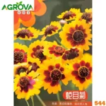 Tickseed Daisy or Coreopsis Seeds টিকসিড ডেইজি বা করিওপ্‌সিস বীজ 544