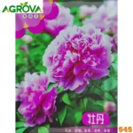 Climbing Rose Flower Seeds All Year (Pink Rose) 545