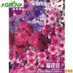 Multicolor Phlox Flower Seeds বহু রঙের নয়নতারা বীজ ২০০ পিস 546