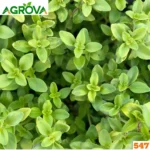 Portulaca Leef Seeds পার্সলেন ১০০০ পিস 547