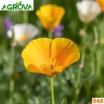 California Calendula Flower Seeds ক্যালিফোর্নিয়া ক্যালেন্ডুলা হলুদ বীজ 548