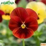 Pansy Flower Seeds প্যানসি বীজ ২০০পিস 549