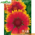 Blanket Gaillardia Sunflower Seeds কম্বল ফুল/গ্যালার্ডিয়া বীজ 550