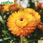 Strawflower Seeds স্ট্র হিলি বীজ 551