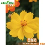 Coreopsis Daisy Flower Tickseed কোরিওপসিস বা টিকসিড ডেইজি বীজ 552
