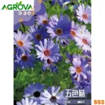 Blue Chrysanthemum Seeds নীল চন্দ্রমল্লিকা বীজ 553