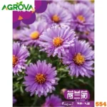 Dutch Chrysanthemum Seeds ডাচ চন্দ্রমল্লিকা বীজ ১৫০০ পিস 554