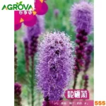 Liatris Flower Seeds লিয়াট্রিস বীজ 555