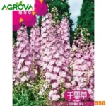 Delphinium Flower Seedsগোলাপি ডালফিনিয়াম বীজ ৬০০ পিস 556