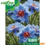 Himalayan Blue Queen Flower Seeds হিমালয়ান নীল রানী ফুল বীজ 557