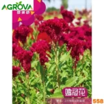 Cockscomb Flower Seeds গাঢ় লাল মোরগ ফুল বা মোরগঝুঁটি ফুল বীজ 558