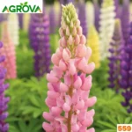 Lupin Flower Seeds লুপিন ফুলের বীজ 559