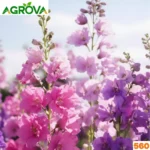 Delphinium or Larkspur Flower Seeds ডেলফিনিয়াম রকেট লার্কস্পার মিশ্র রঙের বীজ 560