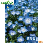 Nemophila Menziesii or Baby Blue Eyes Seeds বেবি ব্লু আইজ ফুলের বীজ 561