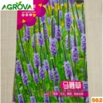 Lythrum Flower Seeds লাইথ্রাম বীজ 562