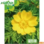 Adonis Vernalis Flower Seeds অ্যাডোনিস ভার্নালিস হলুদ বীজ 563