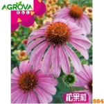 Purple Coneflower Seeds বেগুনি কোনফ্লাওয়ার ফুল বীজ 564