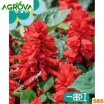 Salvia Splendens Flower Seeds স্যালভিয়া বীজ 565