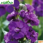 Stock Matthiola Flower Seeds ডাবল স্টক বীজ 567