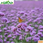Leaved Verbena Seeds ভারবেনা বীজ 568